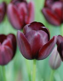 Single Tulip Queen of Night - Green's of Ireland Online Garden Shop. Tulips, West Cork Bulbs, Daffodil Bulbs, Tulip Bulbs, Crocus Bulbs, Autumn Bulbs, Bulbs, Cheap Bulbs