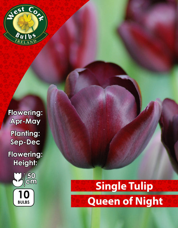 Single Tulip Queen of Night - Green's of Ireland Online Garden Shop. Tulips, West Cork Bulbs, Daffodil Bulbs, Tulip Bulbs, Crocus Bulbs, Autumn Bulbs, Bulbs, Cheap Bulbs