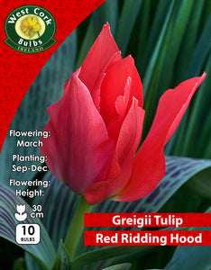 Dwarf Tulip Red Riding Hood - Green's of Ireland Online Garden Shop. Tulips, West Cork Bulbs, Daffodil Bulbs, Tulip Bulbs, Crocus Bulbs, Autumn Bulbs, Bulbs, Cheap Bulbs