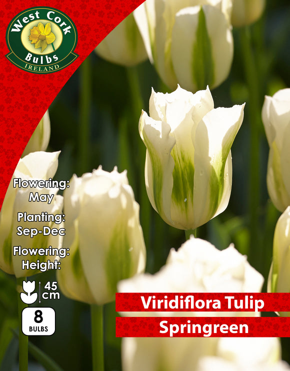 Viridiflora Tulip Springreen - Green's of Ireland Online Garden Shop. Tulips, West Cork Bulbs, Daffodil Bulbs, Tulip Bulbs, Crocus Bulbs, Autumn Bulbs, Bulbs, Cheap Bulbs