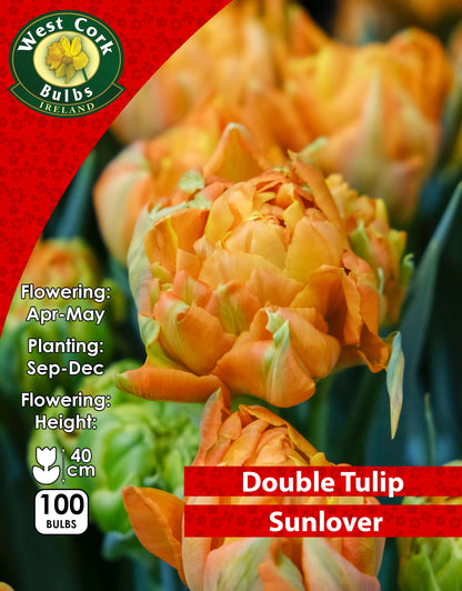 Double Tulip Sunlover - Green's of Ireland Online Garden Shop. Tulips, West Cork Bulbs, Daffodil Bulbs, Tulip Bulbs, Crocus Bulbs, Autumn Bulbs, Bulbs, Cheap Bulbs