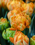 Double Tulip Sunlover - Green's of Ireland Online Garden Shop. Tulips, West Cork Bulbs, Daffodil Bulbs, Tulip Bulbs, Crocus Bulbs, Autumn Bulbs, Bulbs, Cheap Bulbs