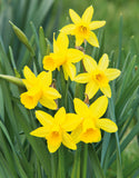 Miniature Daffodils Tête-à-Tête - Green's of Ireland Online Garden Shop. Flower Bulbs, West Cork Bulbs, Daffodil Bulbs, Tulip Bulbs, Crocus Bulbs, Autumn Bulbs, Bulbs, Cheap Bulbs
