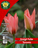 Dwarf Tulip  Toronto - Green's of Ireland Online Garden Shop.  Tulips, West Cork Bulbs, Daffodil Bulbs, Tulip Bulbs, Crocus Bulbs, Autumn Bulbs, Bulbs, Cheap Bulbs