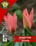 Dwarf Tulip  Toronto - Green's of Ireland Online Garden Shop.  Tulips, West Cork Bulbs, Daffodil Bulbs, Tulip Bulbs, Crocus Bulbs, Autumn Bulbs, Bulbs, Cheap Bulbs