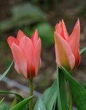 Dwarf Tulip  Toronto - Green's of Ireland Online Garden Shop.  Tulips, West Cork Bulbs, Daffodil Bulbs, Tulip Bulbs, Crocus Bulbs, Autumn Bulbs, Bulbs, Cheap Bulbs