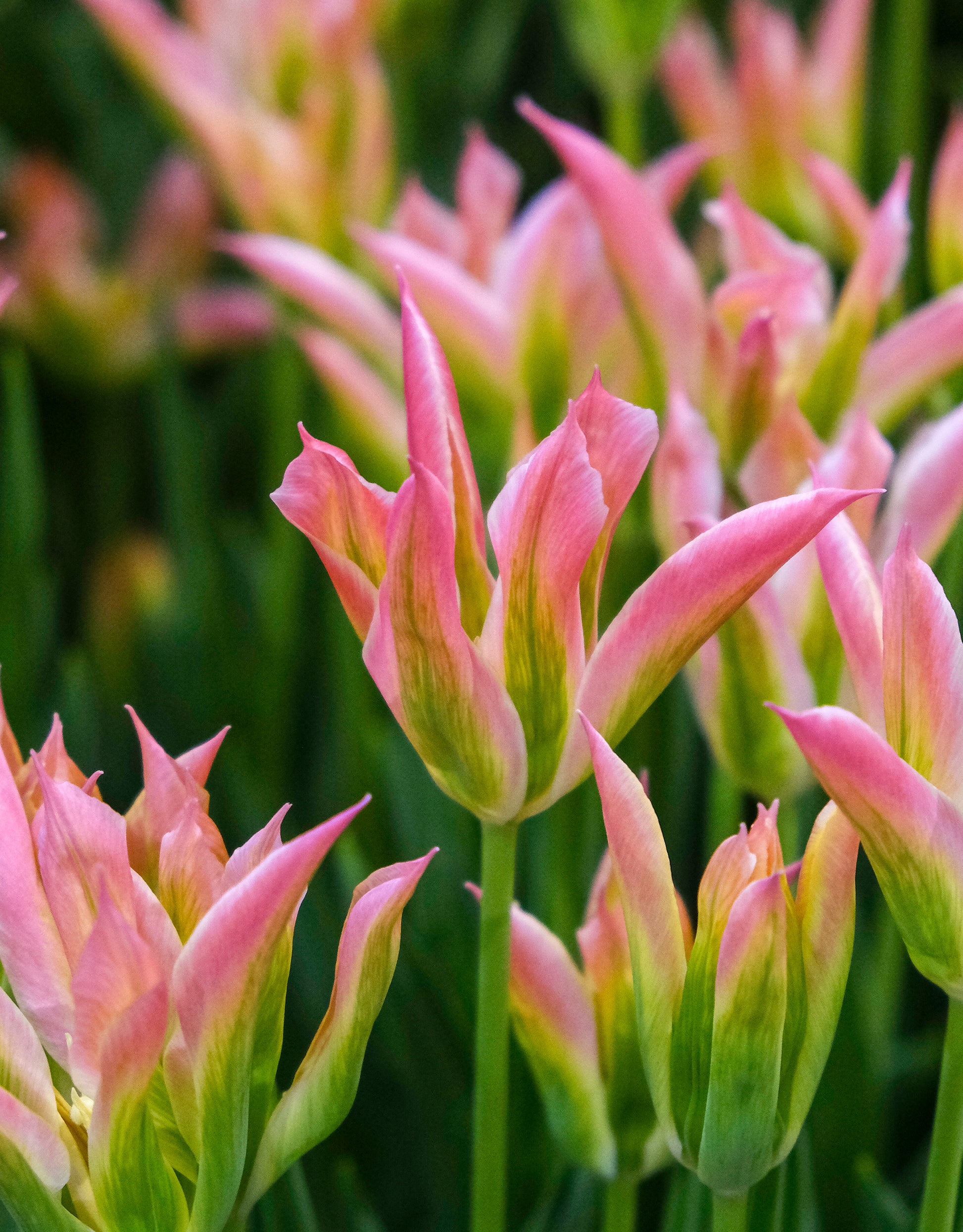Viridiflora Tulip Virichic - Green's of Ireland Online Garden Shop. Tulips, West Cork Bulbs, Daffodil Bulbs, Tulip Bulbs, Crocus Bulbs, Autumn Bulbs, Bulbs, Cheap Bulbs