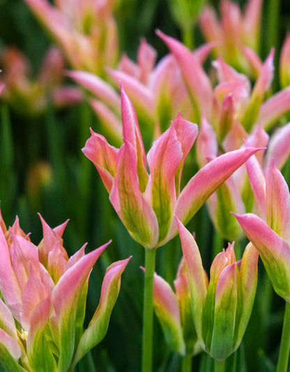 Viridiflora Tulip Virichic - Green's of Ireland Online Garden Shop. Tulips, West Cork Bulbs, Daffodil Bulbs, Tulip Bulbs, Crocus Bulbs, Autumn Bulbs, Bulbs, Cheap Bulbs