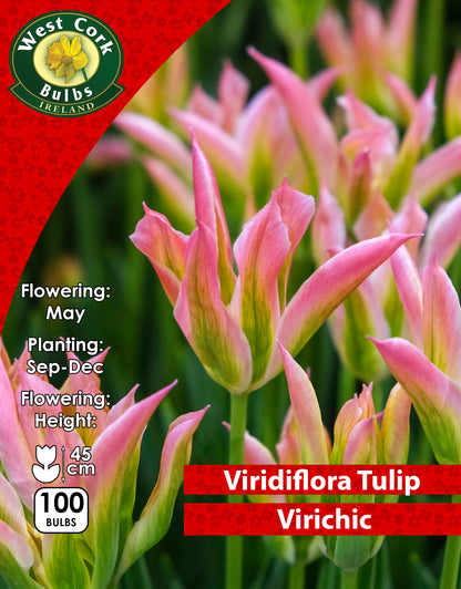 Viridiflora Tulip Virichic - Green's of Ireland Online Garden Shop. Tulips, West Cork Bulbs, Daffodil Bulbs, Tulip Bulbs, Crocus Bulbs, Autumn Bulbs, Bulbs, Cheap Bulbs