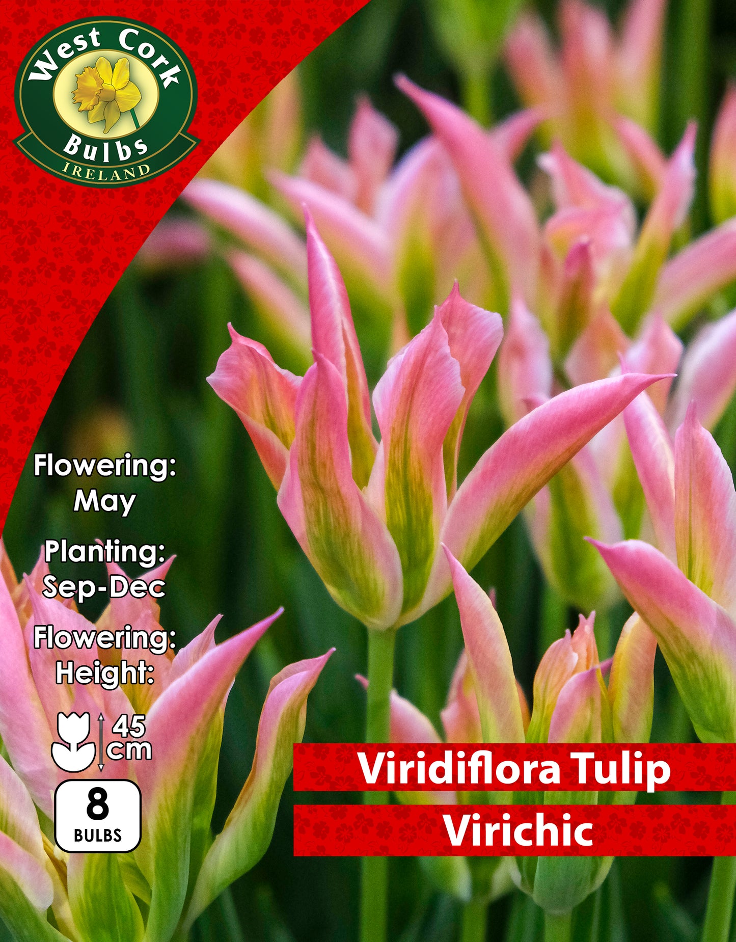 Viridiflora Tulip Virichic - Green's of Ireland Online Garden Shop. Tulips, West Cork Bulbs, Daffodil Bulbs, Tulip Bulbs, Crocus Bulbs, Autumn Bulbs, Bulbs, Cheap Bulbs