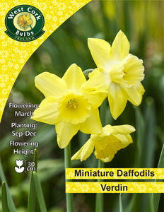 Jonquilles miniatures <p> Verdin</p>