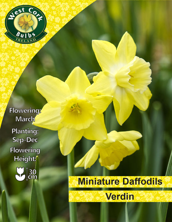 Miniature Daffodils Verdin