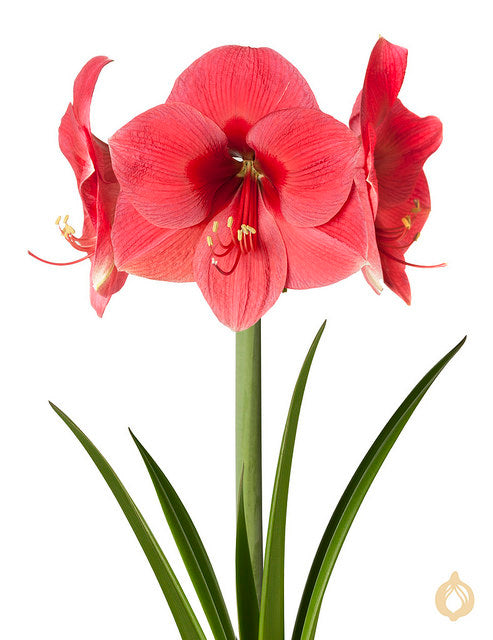 Amaryllis Pink Rival