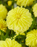 Dahlia Decorative 'Sunlady' - Green's of Ireland Online Garden Shop.  Flower Bulbs, West Cork Bulbs, Daffodil Bulbs, Tulip Bulbs, Crocus Bulbs, Autumn Bulbs, Bulbs, Cheap Bulbs