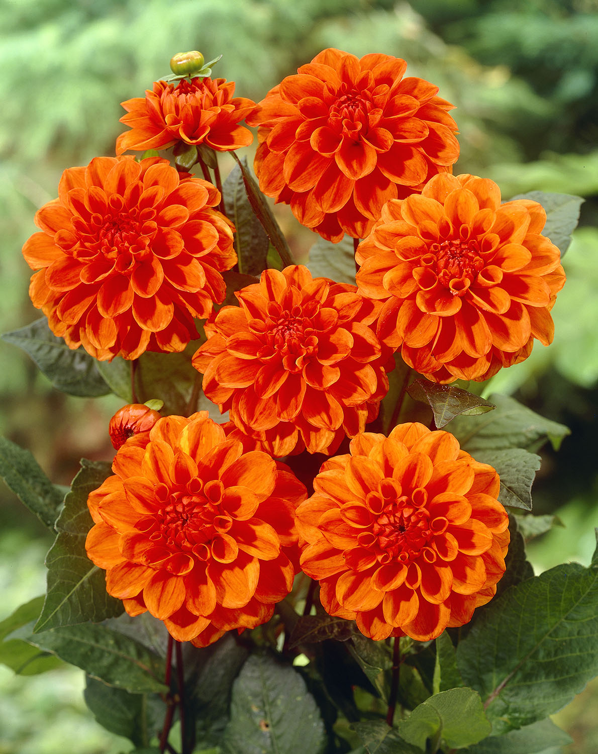 Dahlia Decorative 'Orange Nugget' - Green's of Ireland Online Garden Shop.  Flower Bulbs, West Cork Bulbs, Daffodil Bulbs, Tulip Bulbs, Crocus Bulbs, Autumn Bulbs, Bulbs, Cheap Bulbs