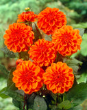 Dahlia Decorative 'Orange Nugget' - Green's of Ireland Online Garden Shop.  Flower Bulbs, West Cork Bulbs, Daffodil Bulbs, Tulip Bulbs, Crocus Bulbs, Autumn Bulbs, Bulbs, Cheap Bulbs