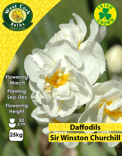 Multiheaded Daffodils Sir Winston Churchill - Green's of Ireland Online Garden Shop. Flower Bulbs, West Cork Bulbs, Daffodil Bulbs, Tulip Bulbs, Crocus Bulbs, Autumn Bulbs, Bulbs, Cheap Bulbs