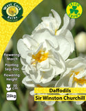 Multiheaded Daffodils Sir Winston Churchill - Green's of Ireland Online Garden Shop. Flower Bulbs, West Cork Bulbs, Daffodil Bulbs, Tulip Bulbs, Crocus Bulbs, Autumn Bulbs, Bulbs, Cheap Bulbs