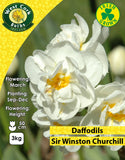 Multiheaded Daffodils Sir Winston Churchill - Green's of Ireland Online Garden Shop. Flower Bulbs, West Cork Bulbs, Daffodil Bulbs, Tulip Bulbs, Crocus Bulbs, Autumn Bulbs, Bulbs, Cheap Bulbs