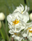 Multiheaded Daffodils Sir Winston Churchill - Green's of Ireland Online Garden Shop. Flower Bulbs, West Cork Bulbs, Daffodil Bulbs, Tulip Bulbs, Crocus Bulbs, Autumn Bulbs, Bulbs, Cheap Bulbs