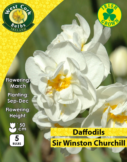 Multiheaded Daffodils Sir Winston Churchill - Green's of Ireland Online Garden Shop. Flower Bulbs, West Cork Bulbs, Daffodil Bulbs, Tulip Bulbs, Crocus Bulbs, Autumn Bulbs, Bulbs, Cheap Bulbs