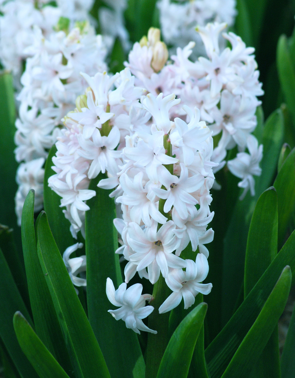 Hyacinth White Pearl - Green's of Ireland Online Garden Shop. Hyacinth, West Cork Bulbs, Daffodil Bulbs, Tulip Bulbs, Crocus Bulbs, Autumn Bulbs, Bulbs, Cheap Bulbs