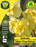 Multiheaded Daffodils Yellow Cheerfulness - Green's of Ireland Online Garden Shop. Flower Bulbs, West Cork Bulbs, Daffodil Bulbs, Tulip Bulbs, Crocus Bulbs, Autumn Bulbs, Bulbs, Cheap Bulbs