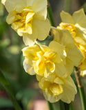 Multiheaded Daffodils Yellow Cheerfulness - Green's of Ireland Online Garden Shop. Flower Bulbs, West Cork Bulbs, Daffodil Bulbs, Tulip Bulbs, Crocus Bulbs, Autumn Bulbs, Bulbs, Cheap Bulbs